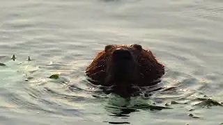 Big Beaver Eating Leaves on Wascana Lake