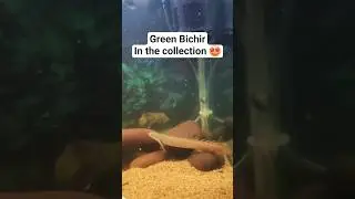 Green Senegal Bichir Added 😍🐉 | Bichir Collection Upgrade! #GreenSenegal #SenegalBichir #Bichir