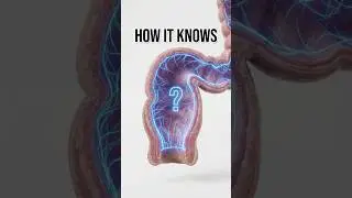 How Does Your Body Know It's Just Gas? 💨 (The Sampling Reflex)