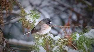 Fall Asleep Fast ❄️ Fantasy Winter Sleep Music | Snow, Wildlife & Deep Relaxation