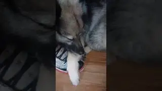 Help!! 😜 Im a prisoner, I cant move! Lol #funnyanimals #cuteanimals #funny #puppy #cat #funnycute