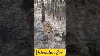 Tiger Park Deheradun Zoo #Shorts #Malsi Deer Park Dehradun #Aquatic World Dehradun