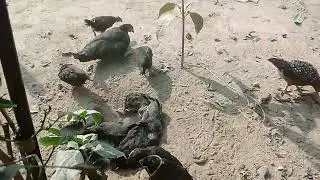 Happy Chickens Playing in the Dirt | Peaceful Village Farm Life