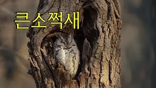 2026 큰소쩍새