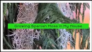 Growing Spanish Moss in My House (Tillandsia usneoides) #spanishmoss #tillandsia #airplants #plants