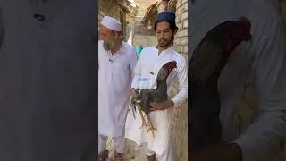 Kp shamo farm #shamo