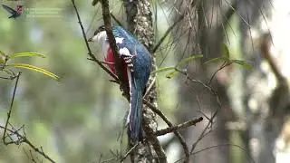 Cuban Trogon