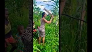 Sugarcane hunting😁