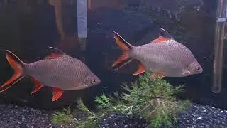 Feeding time in the 90g featuring the Big Tinfoil Barbs!