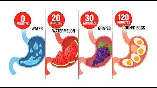 &ldquo;How Long Does Food REALLY Stay in Your Stomach? 🥩🥦🍎 Shocking Truth!&rdquo;
