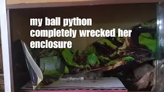 feeding my ball python she tried to bite me
