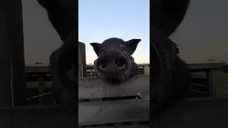 Meet Knight | Big Boar on Our Florida Farm 🐷👀