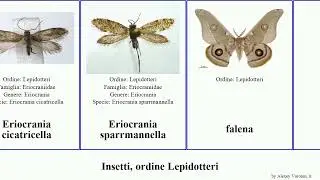 Insecta, ordine Lepidotteri sabatinca eriocrania micropterix dyseriocrania Epimartyria aurella