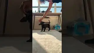 Puppy Training 🐾