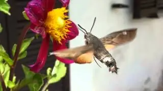 Farfalla Sfinge Colibrì