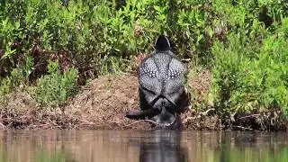 Adult Common Loon Climbing Up To Its Nest