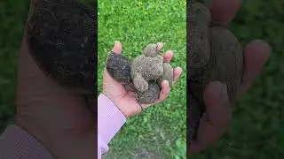 Tarul ( Air Potato) #indravangarden #vegetables