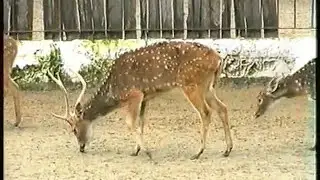 Zoologico de Buenos Aires - Año 1995