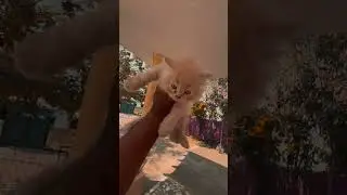 #cute#cat#pets#funny#cutebaby#viral #trending #trendingshorts #trend #instagram #play #emotional