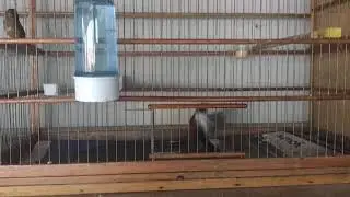 casal de curi&oacute; na mesma gaiola(2)