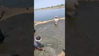 Shrimp harvesting after 120 days #shrimp #shrimpfarming #shrimpfarm