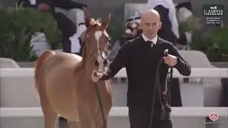 N.23 W.B MONTANA MONISCIONE - KPAHS Kuwait Purebred AH Festival 2026 - Yearling Fillies B (Class 1B)