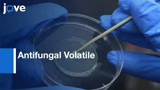 Antifungal Volatile Activity of Biocontrol Products Measurement | Protocol Preview