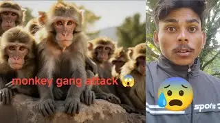 Monkey gang attack 😱Gaya aaj to 😰