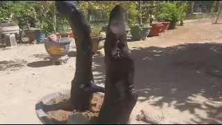 M692 gl l&ocirc; lua mun sừng 100k LH 0707713796 Khương bonsai 