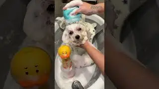 Electric Pet Cleaning Foam MachineEffortlessly foams for easy pet baths.Gentle for cats & dogs.