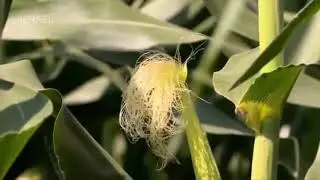NEWS ON NATURE: WORLD AMAZING MODERN AGRICULTURAL LARGE SCALE CORN  PRODUCTION