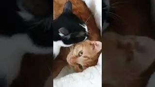 #trending #shortvideo #viral #funny #tigercat #cutecat #cat #playingcat #funnycats #playing #pets
