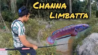 Aku Mengai & Tangkap Channa Limbatta Pakai Tangan