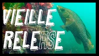 PECHE EN KAYAK ★ RELEASE DE VIEILLE ★ VINCENT TEAM KAYAK ARMOR ★