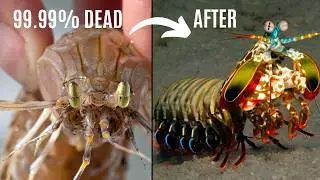 Raising Mantis Shrimp from the Market as a Pet