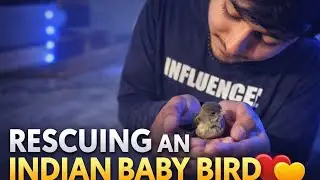 RESCUE OF INDIAN SILVERBILL  || vid-2 | day 2 |baby bird |  baal baal Bach gyi 😧 #birdrescue #rescue