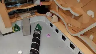 12/17 Free Roaming Cat Room LIVE from North Shore Animal League America