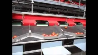 Aweta tomato grader sorting by weight