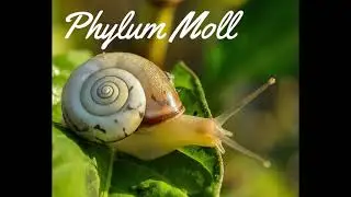Phylum Mollusca