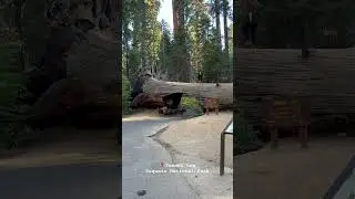 Tunnel Log, drive through tree - Sequoia National Park #nationalpark #sequoia