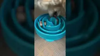 Flesch im Hunde Napf 3000