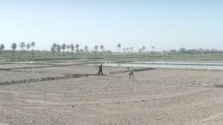 Farmers strive to save Iraq's rice production amid water crisis | AFP