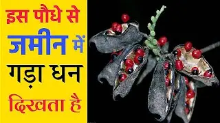 इस पौधे से कोई भी आदमी जमीन गड़ा हुआ धन देख सकता है, ऐसा जानकारी कोई नहीं बतायेगा //