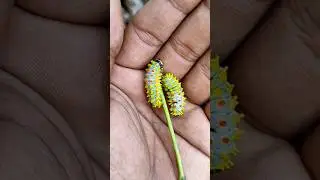 SUPER cute insects part 2 #insects #cuteanimals #anyuniqueanimals #caterpillar