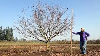 Introducing the New PollyO Hazelnut Variety