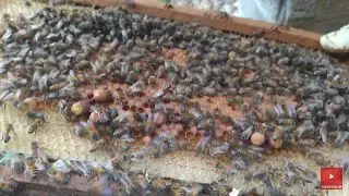 Colm&eacute;ia zanganeira/ j&aacute; tem realeiras 🐝🐝