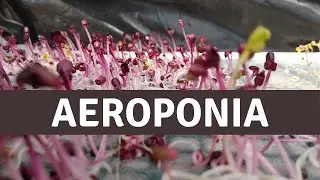AEROPONIX, un sistem sustenabil dezvoltat de un tanar programator