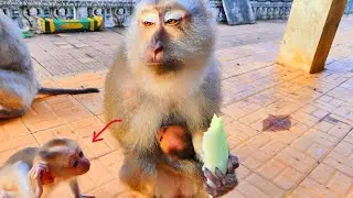 Monkey Eating Gently &mdash; Real Nature ASMR with Relaxing Chewing Sounds 🎧🐒.