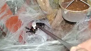 POECILOTHERIA METTALICA / egg sac pull out