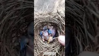 വീണുകിട്ടിയ കിളികുഞ്ഞുങ്ങൾ..🐣🐥| 😐😐 | BABLER CHICKS | #rootsofnature